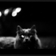 Illustration for article titled The Evil Magic Of Cats, Caught On Film
